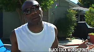 زبين أسودين كبيرين يسيطر في ثلاثي بري، يمزق الثقوب بقوة خام