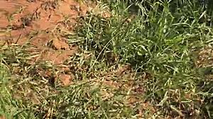 novinha enters field for outdoor sex