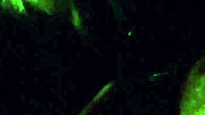 want to see amateurs fucking in a car?