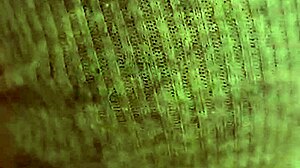 Hey, this libertarian bitch is sucking my kirchnerist cock like crazy