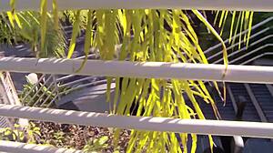 Wow, interracial quickie leads to rough wet pussy fucking and orgasm!