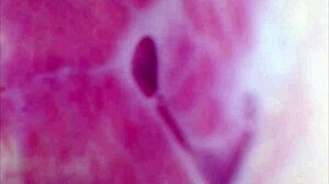 Real pussy orgasm contractions on cam, sperm in juice under microscope!