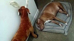 Exploring Zodiac Patience Through Non-Masturbatory Demonstrations Part Four