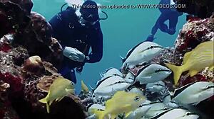 Sexy brunette in bikini teases on boat with sharks