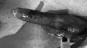 Wife as Sperm Deposit for Impregnation