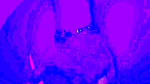 Bleu Room Solo Finger In Ass