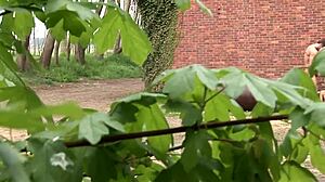 Deniska Plays Games With Masked Men Outside