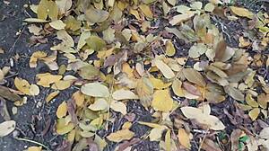 our autumn romantic sex in a hut with lesbian illusion girls