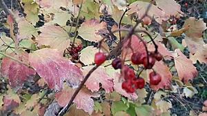 our autumn romantic sex in a hut with lesbian illusion girls