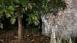 Old cuckold watches muscular thief fuck his young wife in the garden