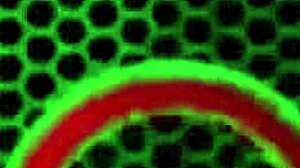 natural busty teen 18+ kimber lee helps you cum