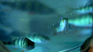 honey erotic art paul black