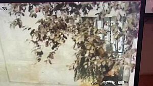 She gave sweet kisses to his penis right there in public outdoors.