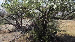 Savannah Vixen Enjoys Outdoor Adventures with Mature Amateurs