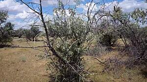 Savannah Vixen Enjoys Outdoor Adventures with Mature Amateurs