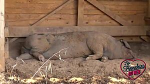 Beca Barbie Gets Drilled By They Love Flaxk