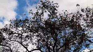 Forester Girl and I Enjoy Intimate Lesbian Encounter in Hut