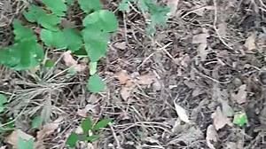 licking pussy in the woods until i cum - lesbian illusion girls