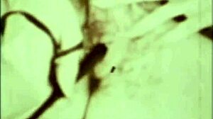 Dark Lantern Presents Vintage Interracial Erotic Confessions