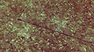 Chàng Xứng Bắp Lật Quần Vợ 1