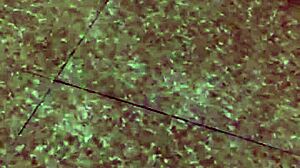 Chàng Xứng Bắp Lật Quần Vợ 1