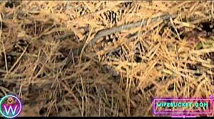 Amateur Wife Explores Forest Outdoors With Husband