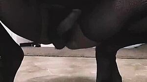 Is this ebony emo slut Tavaius Deshawn ready to get her big ass fucked by Chris Brown, her biggest fan?