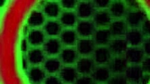 i am sarah jay drilling my pussy with dildo in lingerie reaching orgasm