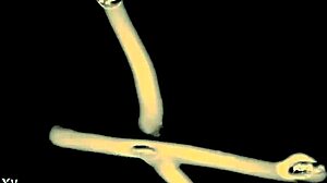 Becky surprises Judy with her husband in bedroom sex tape scene