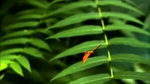 crystal butterfly pussy tattoo music