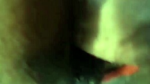 Nigarchrist updates petal on jun 13 2025