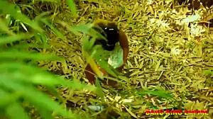 Best BBW African wife bush fuck 😍