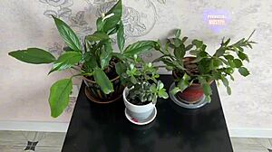 Married COUPLE FUCKS HARD in REAL HOMEMADE BRIDE SEX