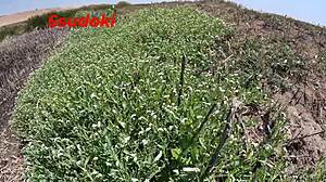 wanna fuck in the field like this?? super risky public creampie 😏💦