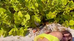 big ass twerks during hot sex