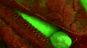 Nurse Betty Gobbles Patient's Cock in Close-Up Sucking Frenzy!