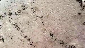 her fat ass jiggles wildly