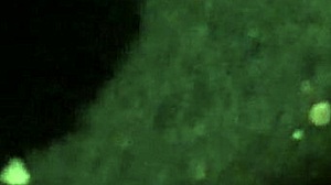 blonde milf hooker whore drops to knees sucking white cock hungrily