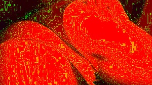Close-Up Face-Down Pounding of Trans FTM Pussy
