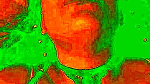 Exotic Colombian brunette flashes dildo pleasure face as pussy gets licked wildly