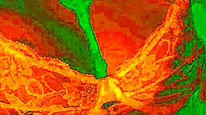 Exotic Colombian brunette flashes dildo pleasure face as pussy gets licked wildly