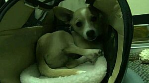 Gorgeous big tits ebony struts in heels for intense black cock pounding