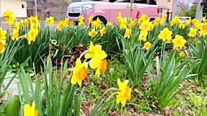 a solo female traveler discovers minakami's natural hot springs in gunma