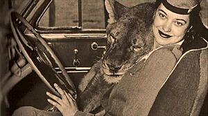 Ever seen vintage hairy nature girls flash beavers in antique retro films?