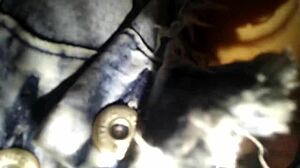rough missionary creampie floods colombian cheating wife FAT PUSSY then motel clock out FUCKS HER CLOTHED