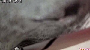two pinay friends share foreign monster cock feeling so desired in threesome